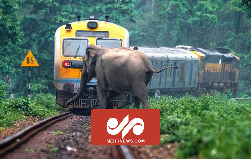 برخورد قطار به یک فیل در بنگال غربی