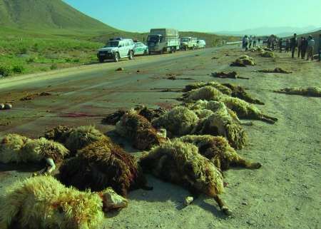 برخورد کامیون با احشام باعث تلف شدن ۱۲۲ راس گوسفند در دالاهو شد