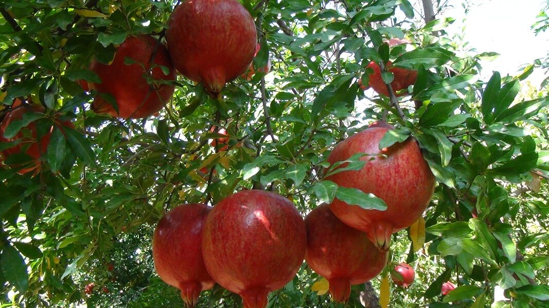 برداشت انار در سروآباد