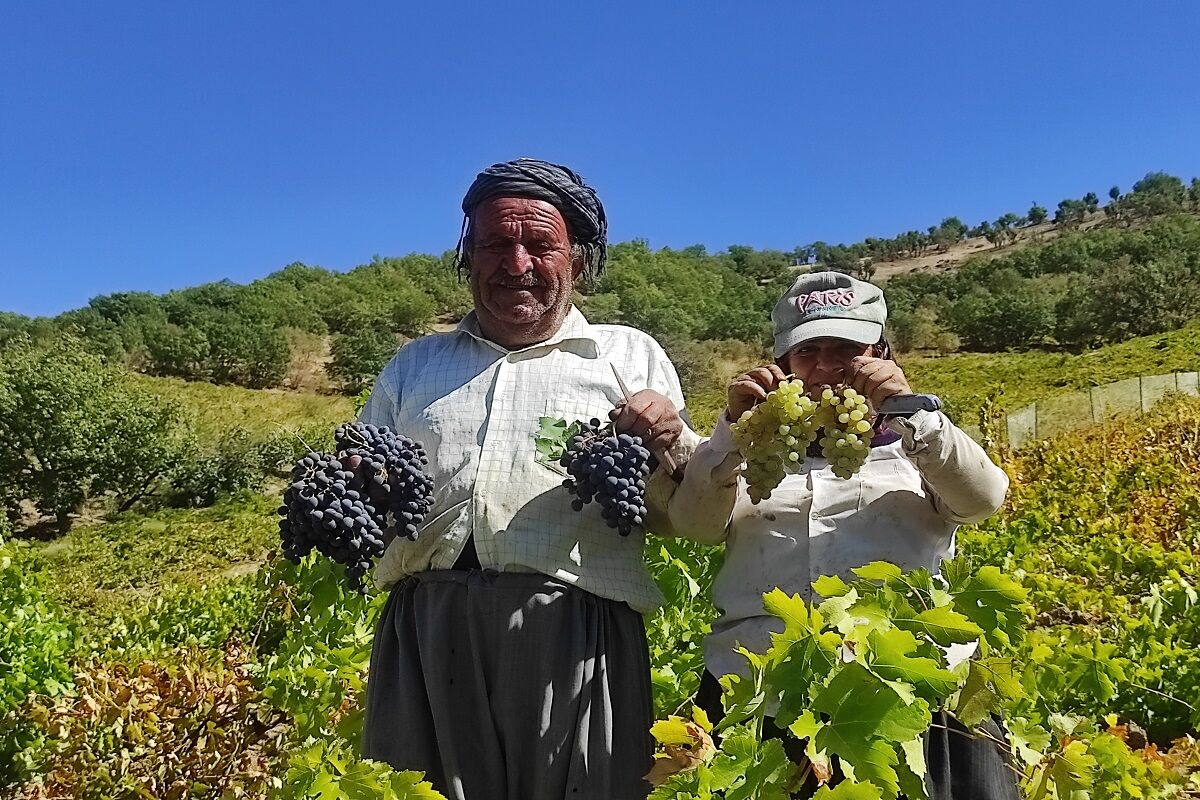 برداشت انگور از تاکستان‌های بانه