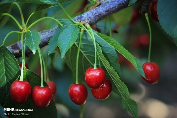 برداشت بیش از ۱۹ هزار تن آلبالو از باغهای آذربایجان غربی