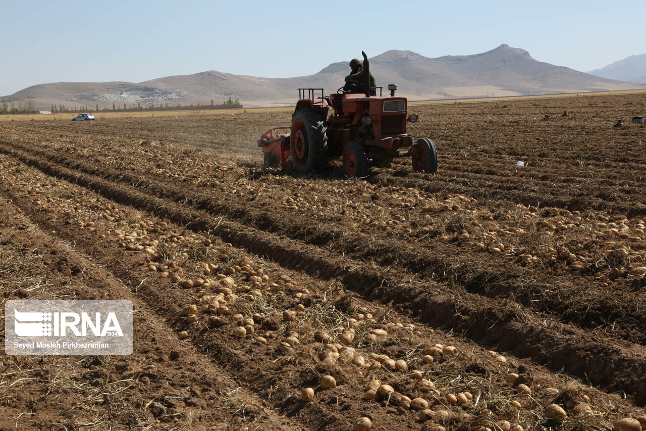 برداشت سیب زمینی از مزارع قروه