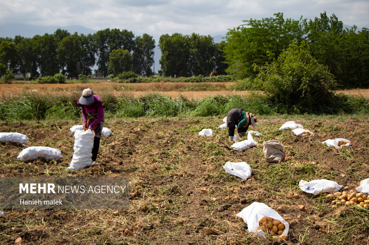 برداشت سیب‌زمینی از مزارع کردستان