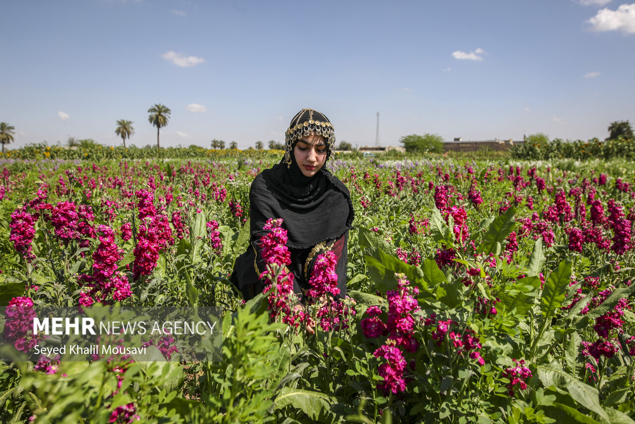 برداشت گل شب‌بو