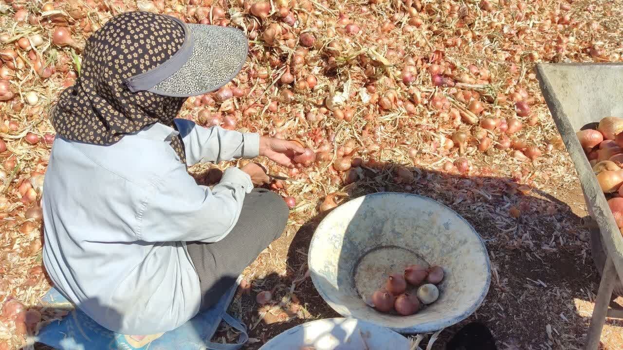 برداشت ۴۳۰۰ تن پیاز در دهگلان؛ محصولی با برند بومی و بازار ملی