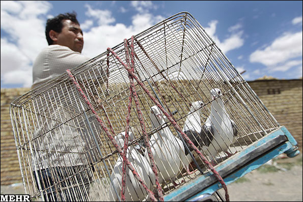 برنامهریزی برای ارتقا خدمات مرکز خرید و فروش پرندگان در جنوب تهران