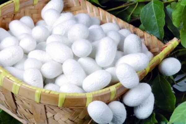 برپایی جشن میراث جهانی «ابریشم ایران» به خرداد ماه موکولشد