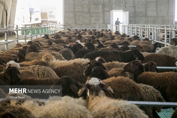برپایی قربانگاه ایمن و بهداشتی در تهران