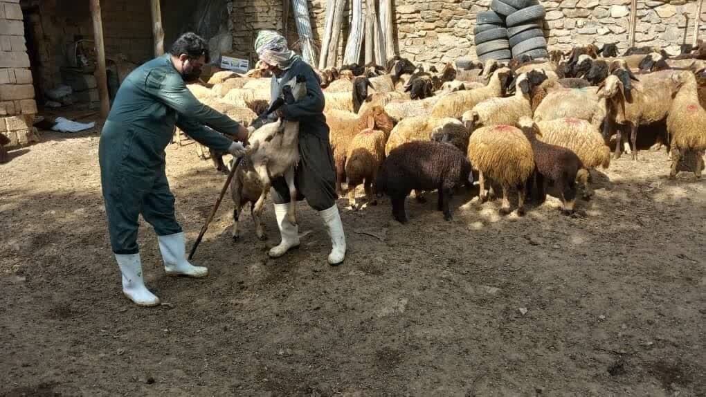 برگزاری اردوی جهادی شبکه دامپزشکی سقز
