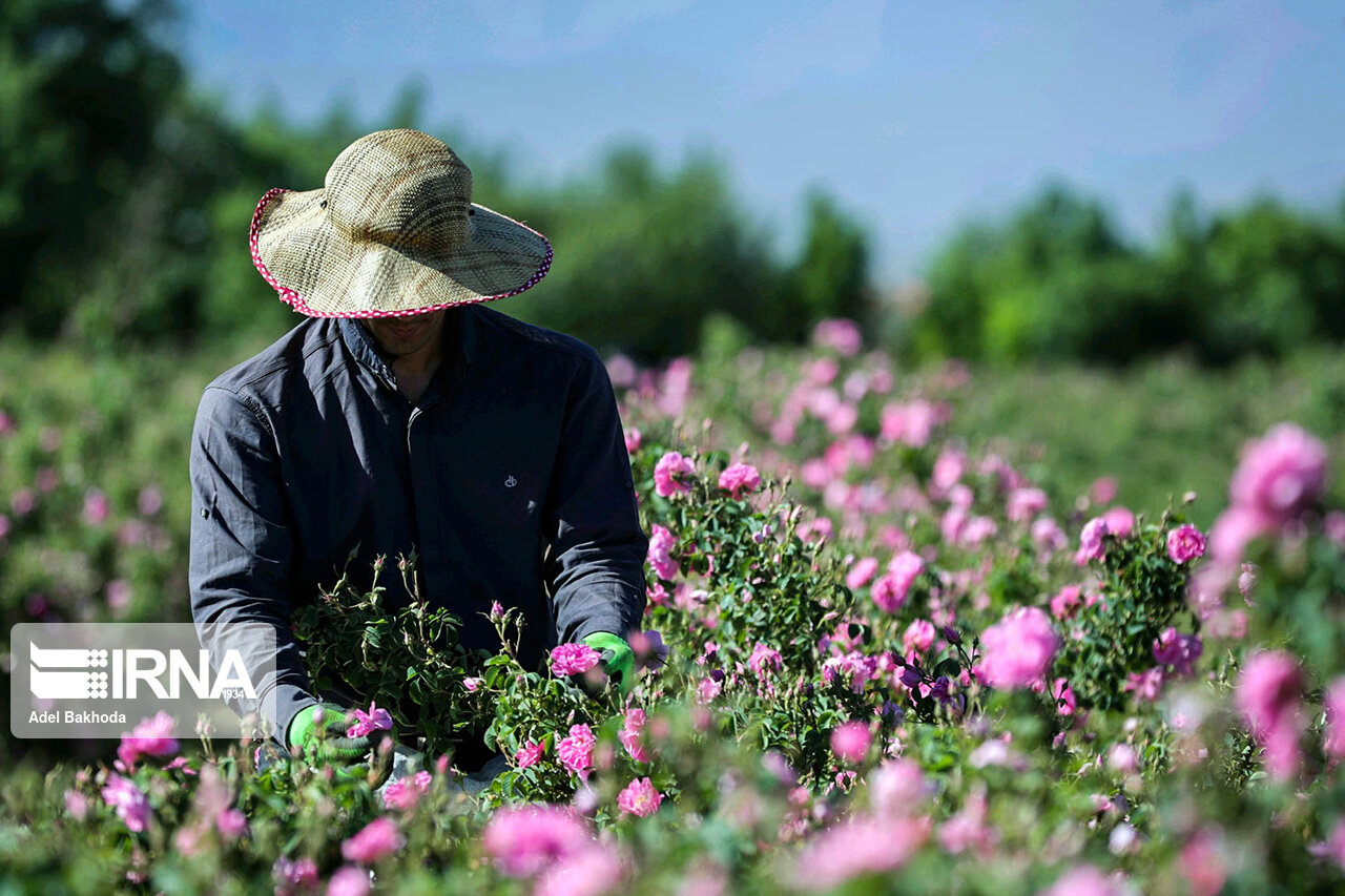 برگزاری نخستین جشنواره گلاب گیری در سنندج و چند خبر کوتاه دیگر