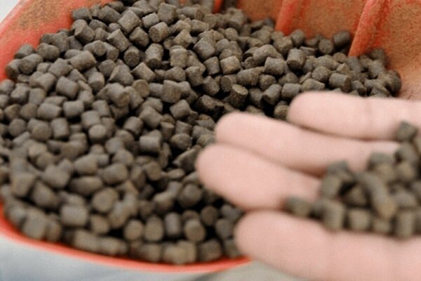 بستانچی: ۴۲ هزار تن کنسانتره دامی در آذربایجان‌غربی تولید شد