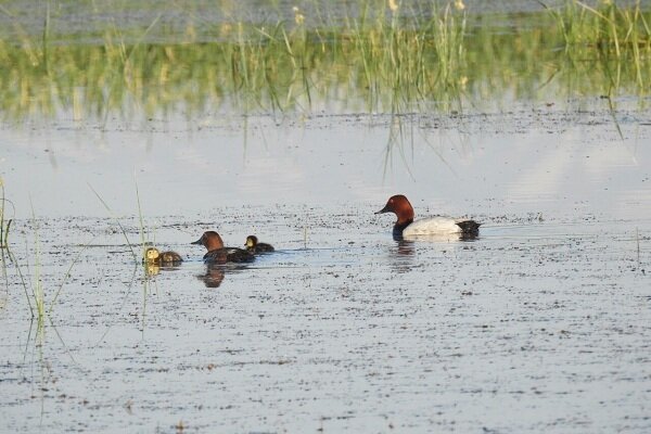 بنایی: تالاب سولدوز نقده آبگیری شد