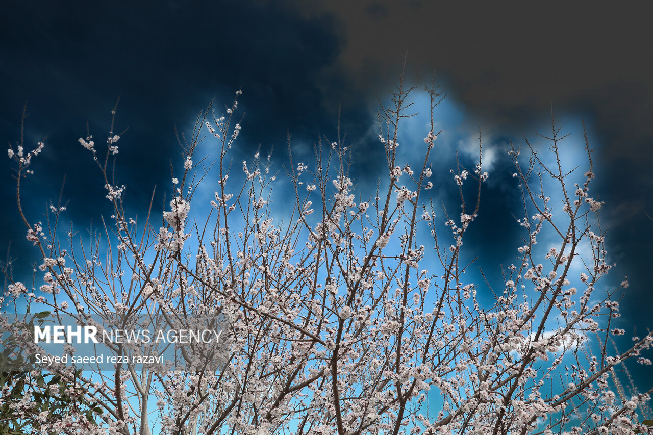 بهار شکوفه‌ها در تهران