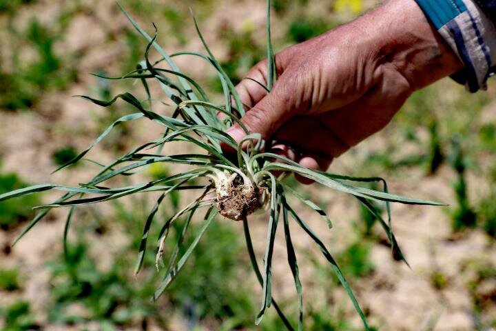 بوی خوش گیاهان بهاری درسفره گروسی‌ها/۱۳۵ نوع گیاه خوراکی دربیجار
