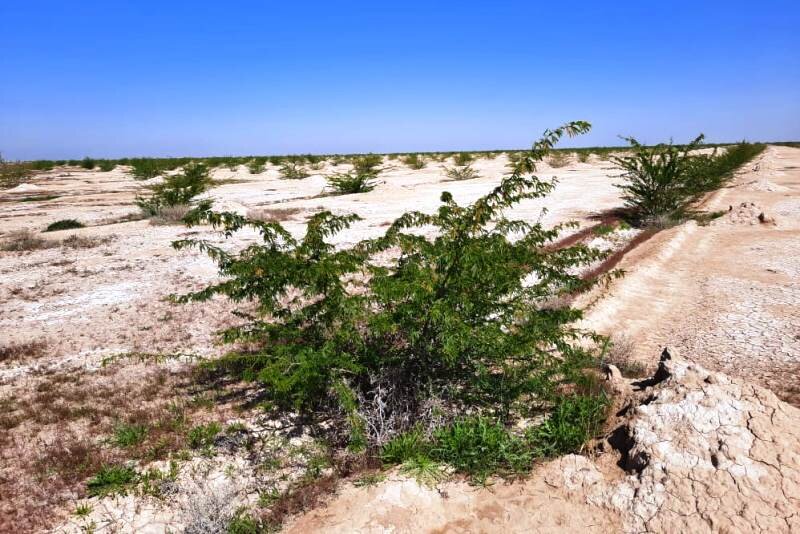 بیابان‌زایی گلستان را از نفس انداخته است/اجرای لاکپشتی طرحها
