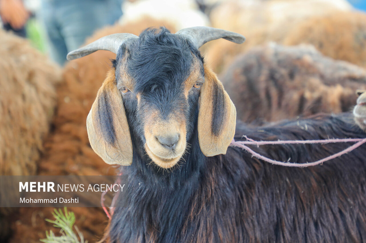 بیش از ۱۳ هزار رأس دام زنده وارد جایگاه‌های عرضه دام درتهران شد