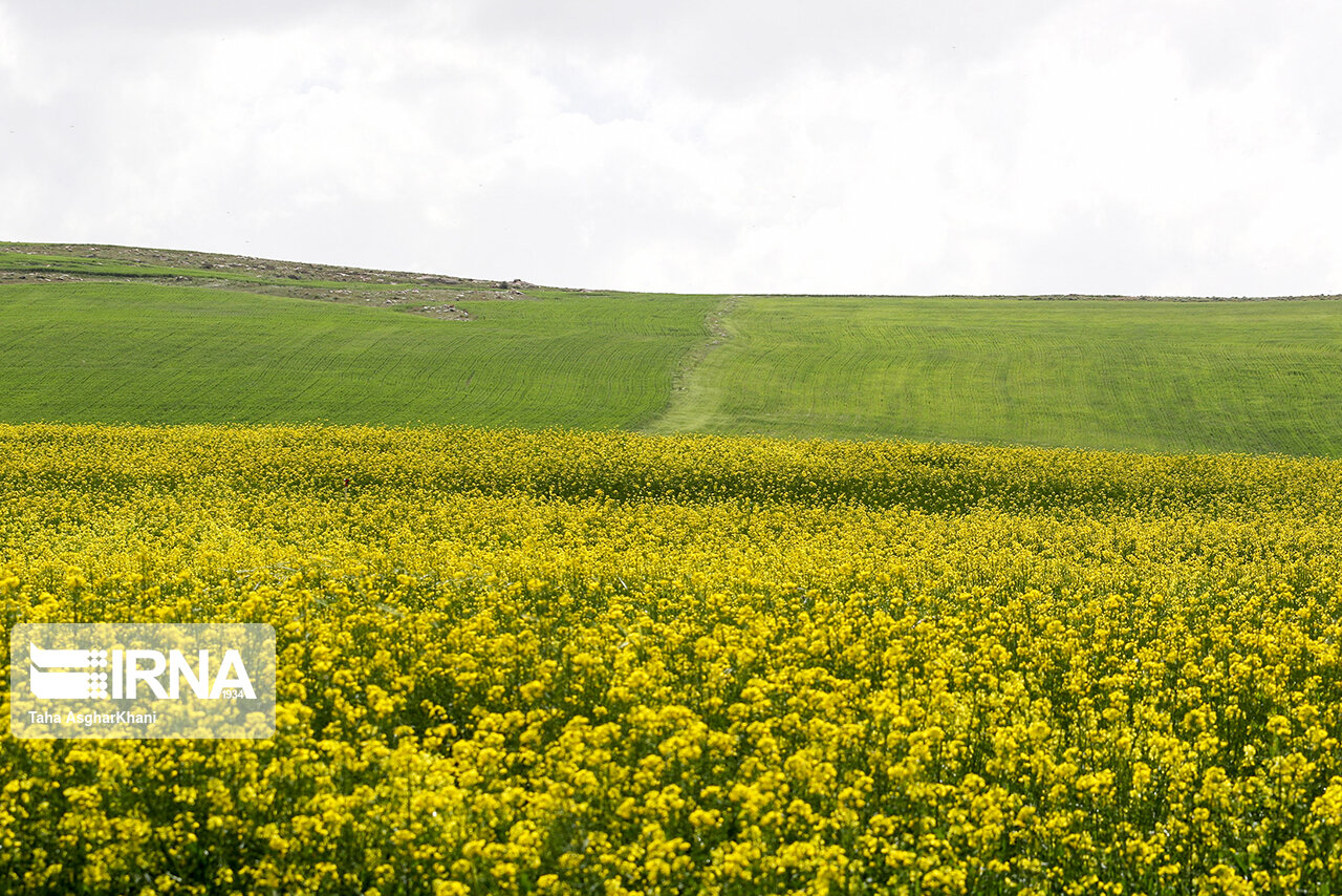 بیش از ۲ هزار و ۷۰۰ تن کلزا در کردستان به طور تضمینی خریداری شد