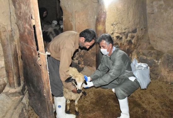 بیش از ۴۶۸ هزار راس دام در کردستان علیه تب مالت واکسینه شد