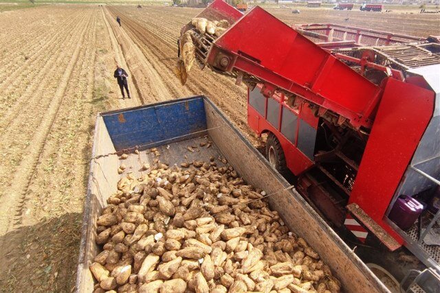 بیش از ۶۰۰ هزار تن چغندرقند در آذربایجانغربی خریداری شد