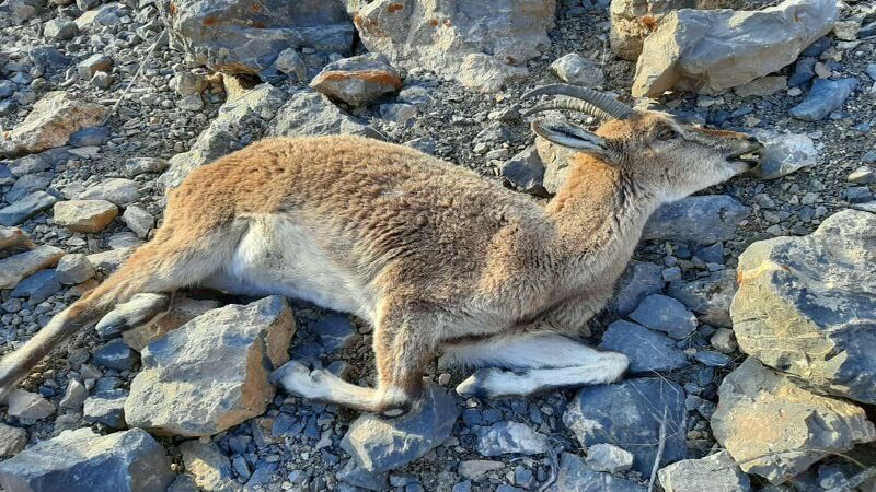 بیماری طاعون نشخوارکنندگان کوچک تهدیدی جدی برای حیات وحش البرز