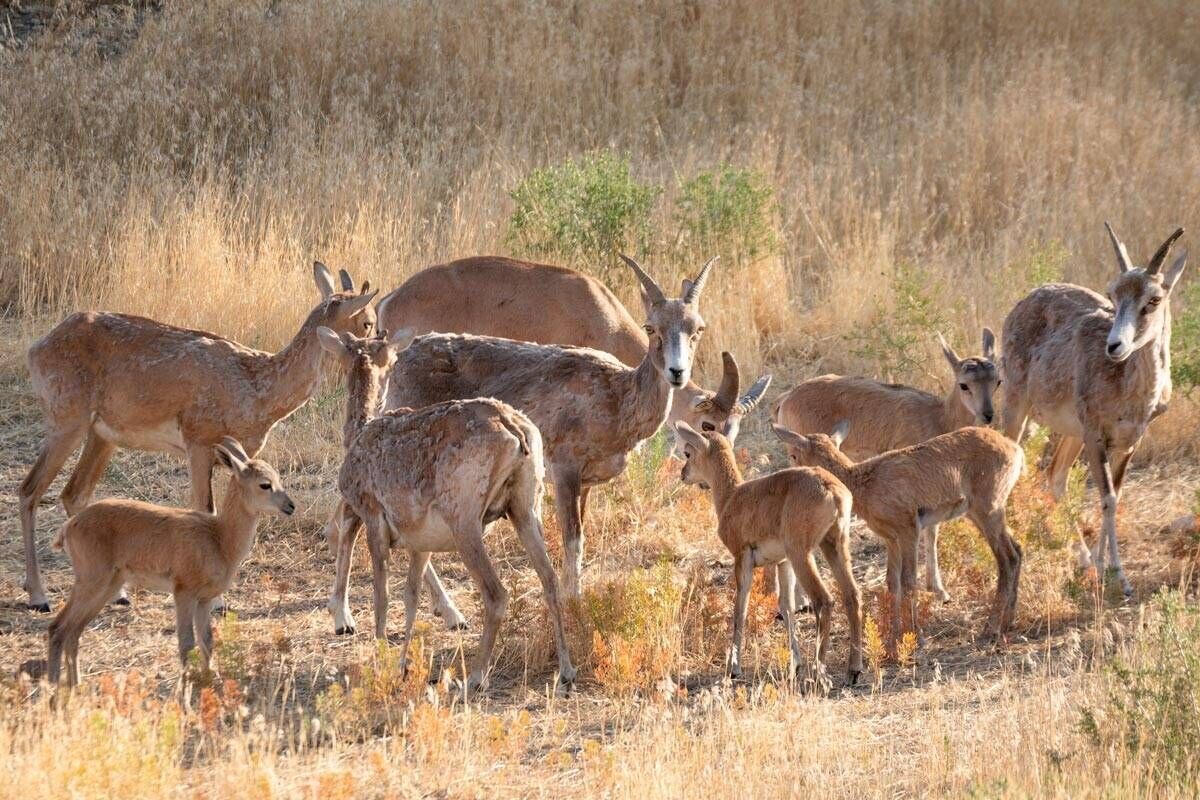 بیماری قوچ و میشهای ارمنی در جزایر دریاچه ارومیه کنترل
شد