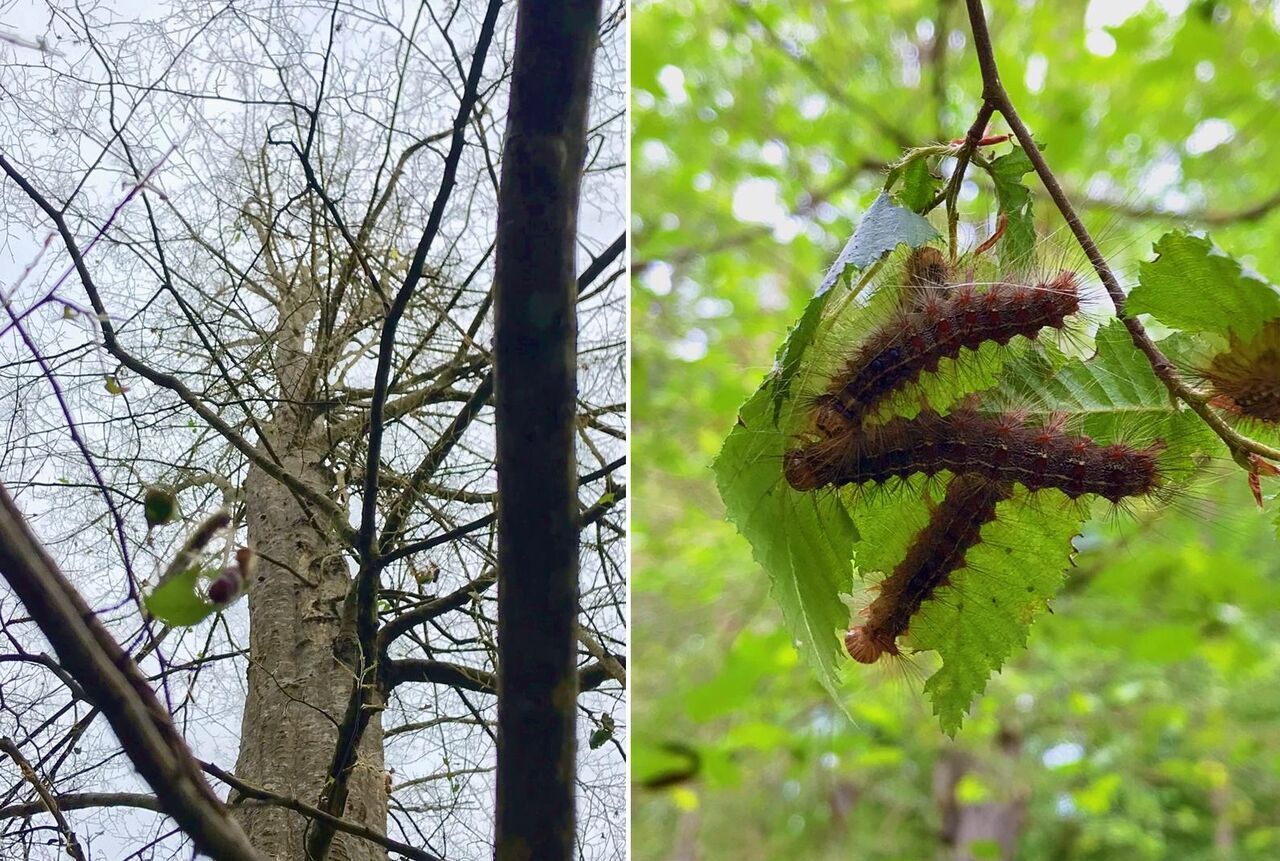 بیماریها و آفات بلای جنگلهای شمال/تحقیقات و راهکار علمی ضرورتی برای نجات این اکوسیستم