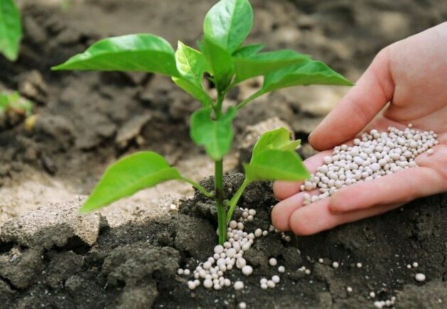 تأمین و توزیع ۸۲۵۰۰ تن کود شیمیایی برای کشاورزان کردستان