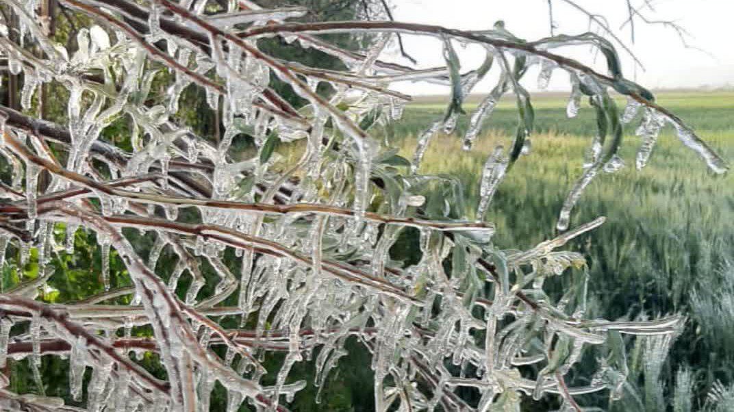 تازیانه سرما بر جان مزارع کشاورزی دشت نمدان اقلید
