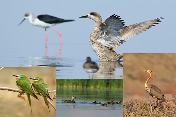 تالاب بین‌المللی «حسنلو»؛ تلاقی طبیعت و رازهای هزارساله