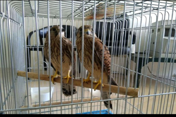 تحویل چهار بهله پرنده شکاری به محیط زیست