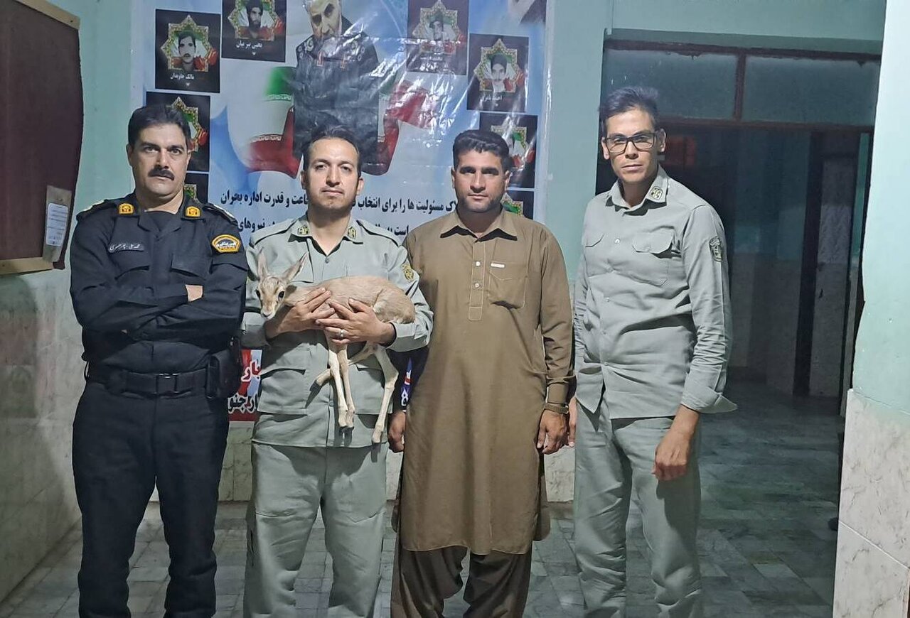 تحویل یک راس بره جبیر به کلانتری مرکزی شهرستان رودبارجنوب