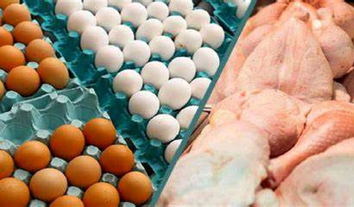 تشکیل پرونده تخلف حوزه مرغ و تخممرغ در کردستان؛ افزایش نظارت بر بازار