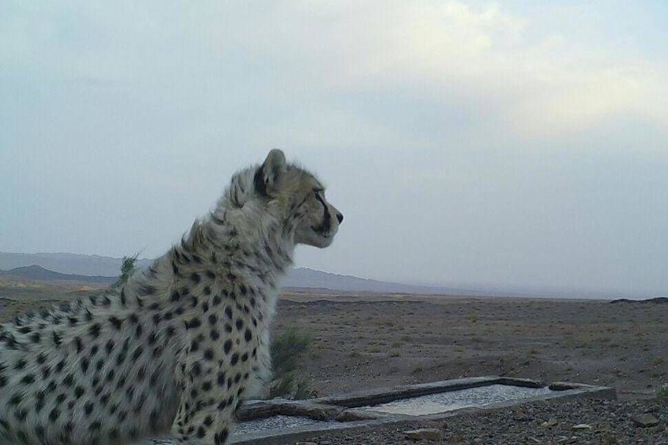 تصاویر امیدبخش از یوزپلنگ آسیایی در توران شاهرود