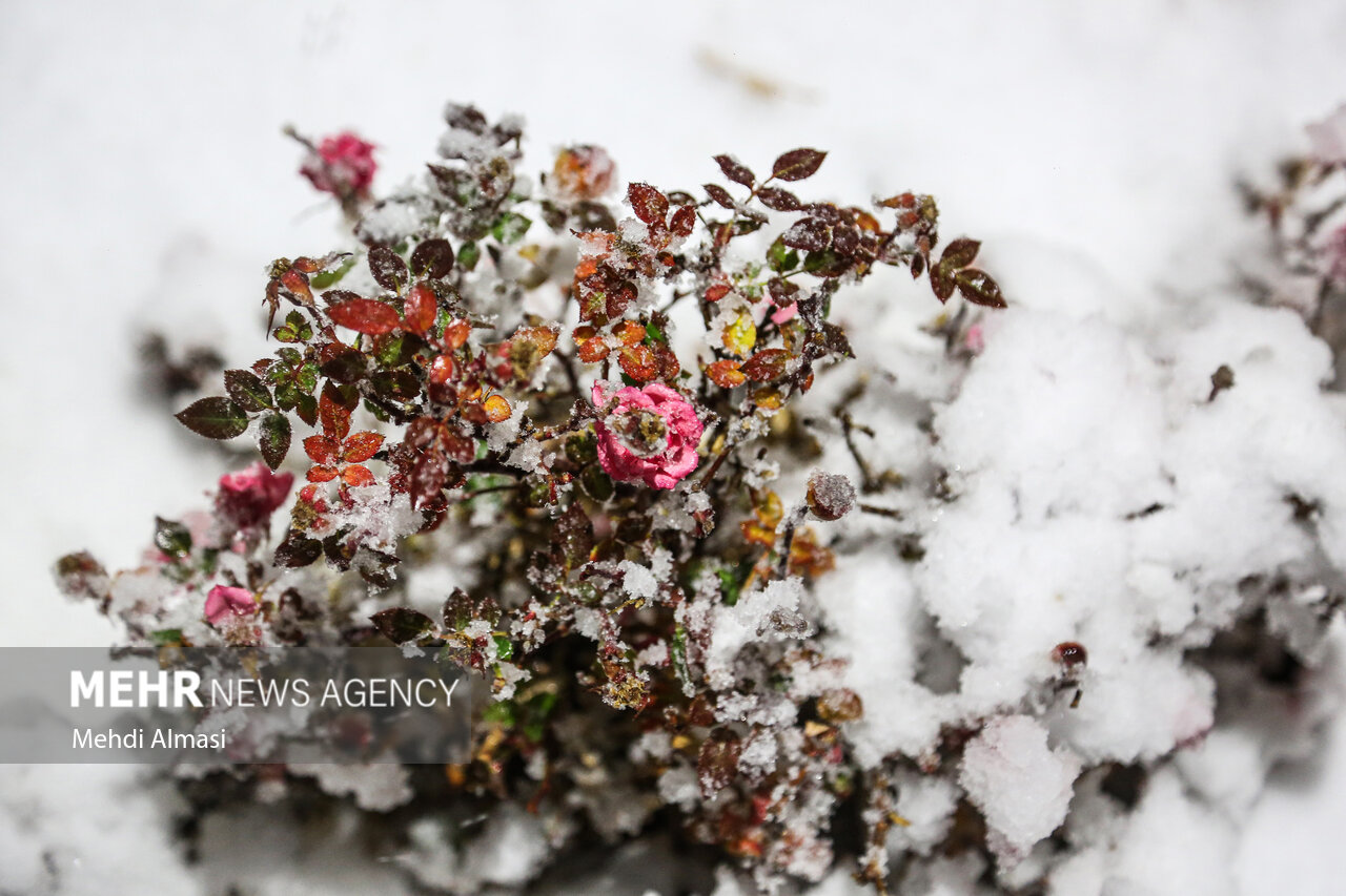 تصاویری از بارش برف در سردشت و قطور در روز چهارشنبه