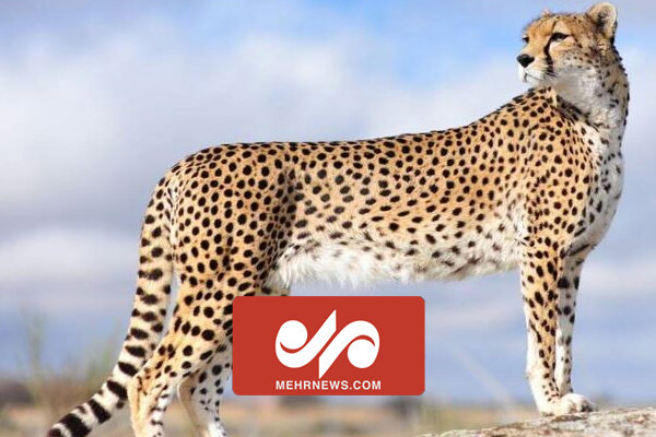 تصاویری از خانواده پلنگ ایرانی در ارتفاعات مازندران