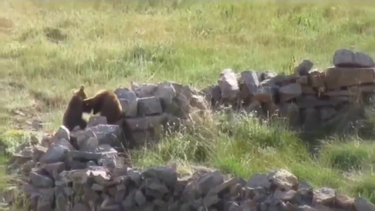 تصاویری از خرس قهوهای و سه تولهاش در ارومیه