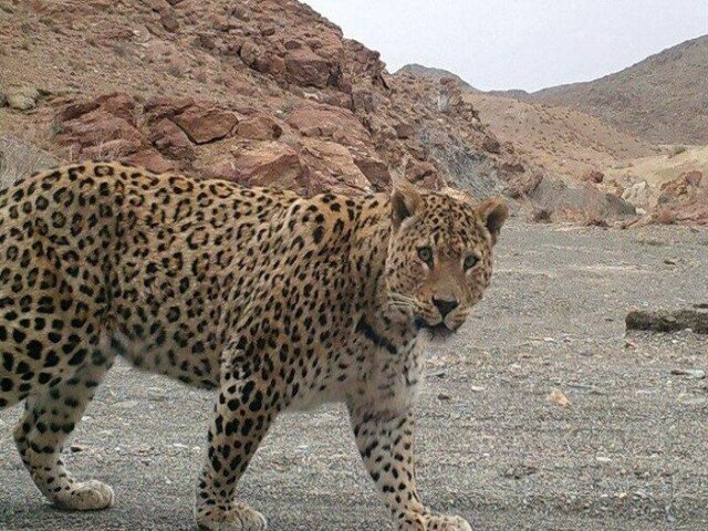 تصویر پلنگ ایرانی در منطقه شاهو و کوسالان کردستان