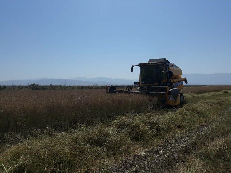 تعاون روستایی کردستان هشت هزار تن کلزا و گلرنگ از کشاورزان خریداری کرد
