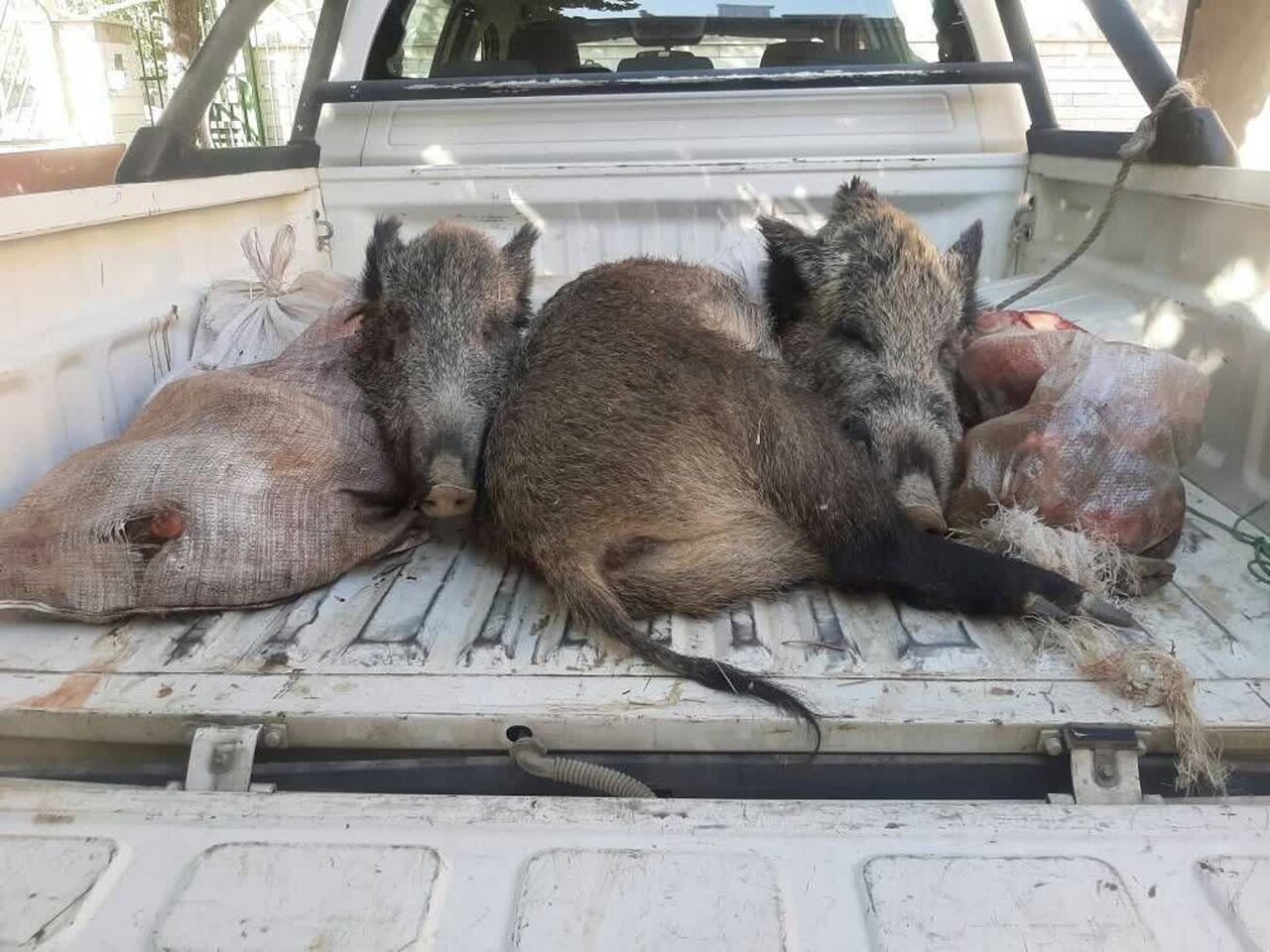 تعقیب شکارچیان غیرمجاز در قروه؛ کشف دو لاشه گراز در منطقه بدر و پریشان