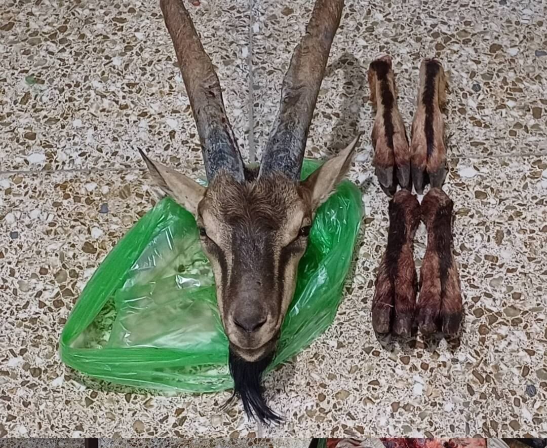 تعقیب شکارچیان متخلف در دهگلان به کشف لاشه کل وحشی انجامید