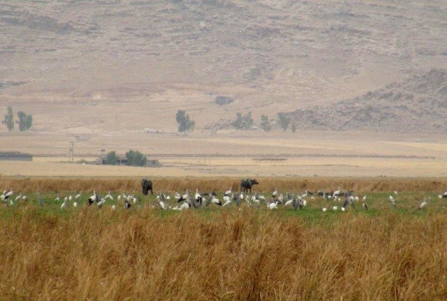 تلاس برای مهار سریع آتشسوزی محدود در تالاب میانگران ایذه