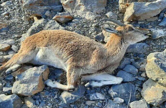 تلفات طاعون نشخوارکنندگان در نوشهر و چالوس به ۲۸ راس رسید