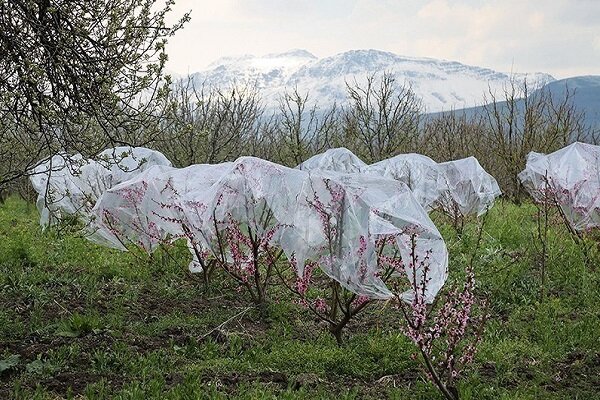تمهیدات لازم برای مقابله با سرمازدگی محصولات کشاورزی اتخاذ شود