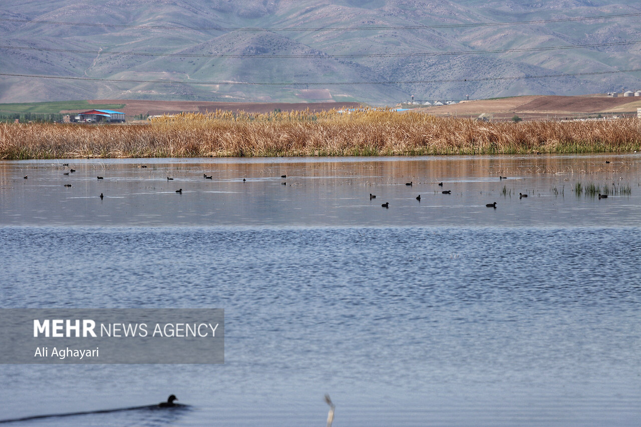 تور رسانه‌ای بازدید از تالاب‌های حوضه آبریز دریاچه
ارومیه