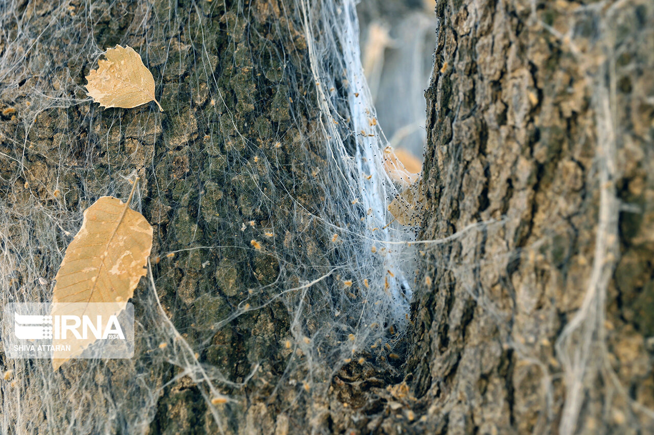 تور سپیدی که بخت بلوطهای زاگرس را سیاه کرد