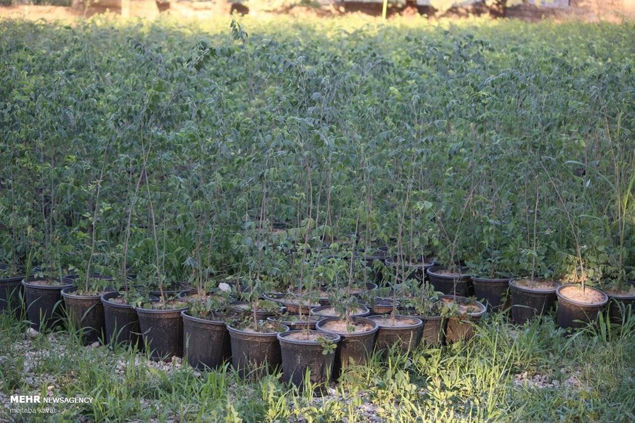 توزیع و غرس ۱.۳ میلیون اصله نهال در استان مرکزی