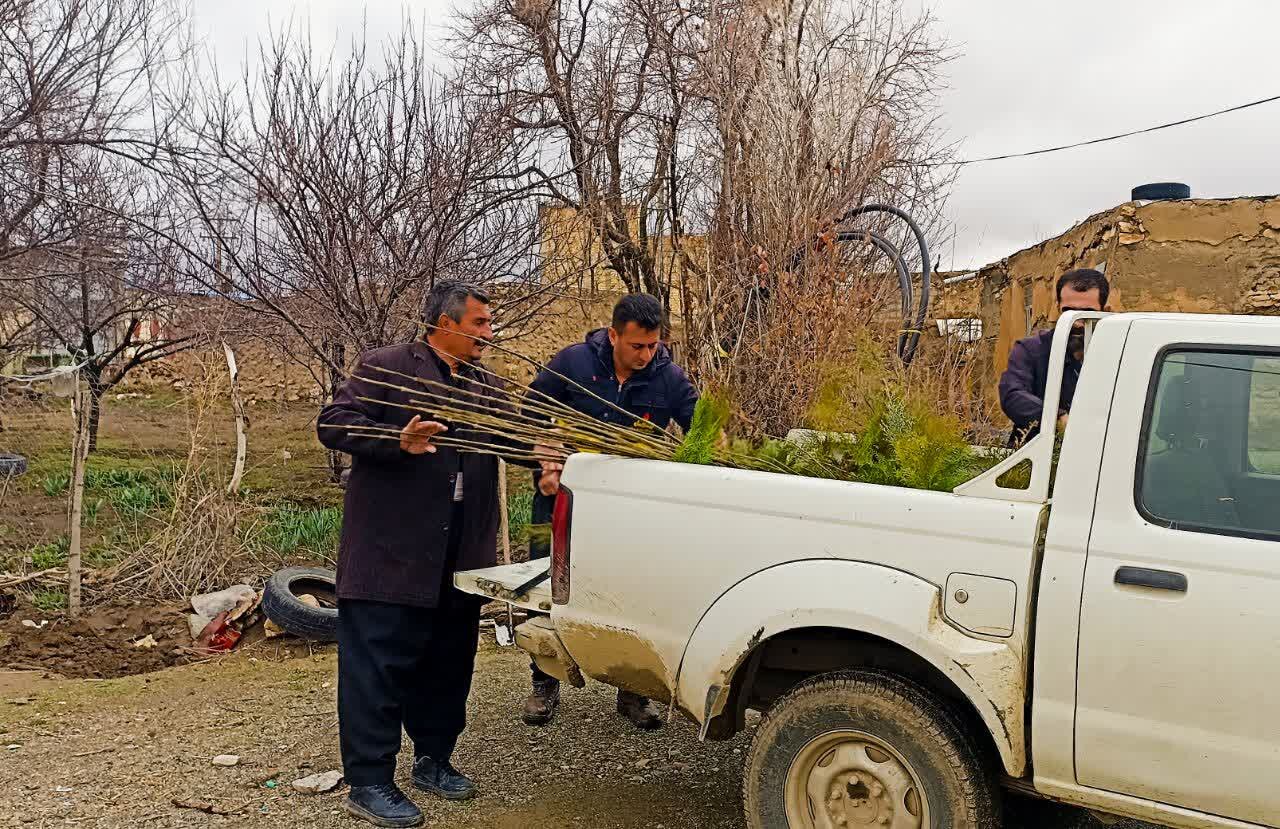 توزیع ۱۵۰ اصله نهال درچوبلاغ؛ استمرار پویش «سرو ایران» با مشارکت مردم
