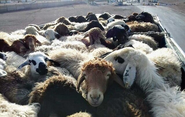 توقیف محموله احشام قاچاق در مراغه