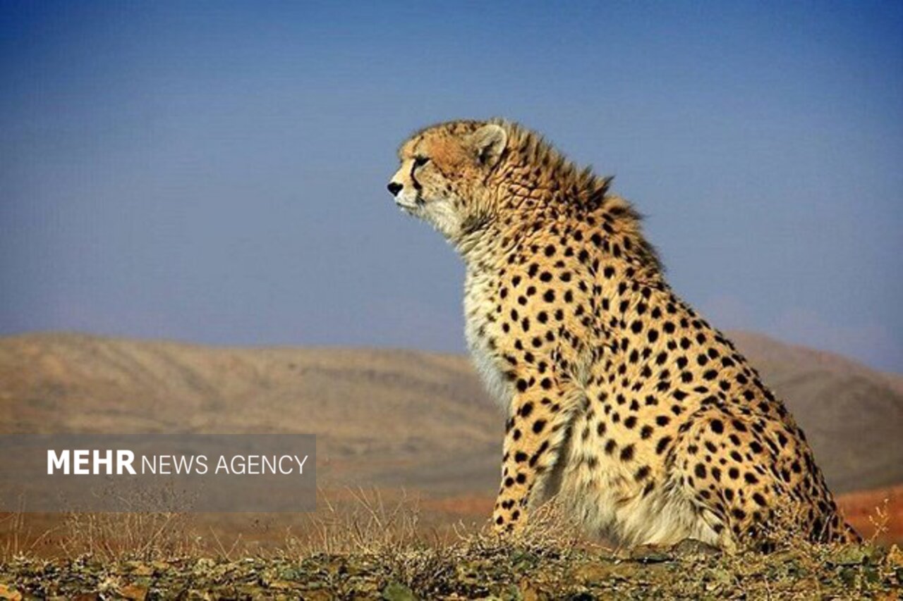 تولد دوباره امید؛ مشاهده «تلما» یوزپلنگ مادر و توله‌اش در توران شاهرود