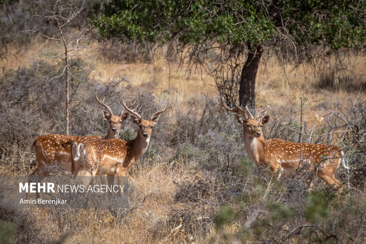 تولد ۳ بچه گوزن زرد/ افزایش۲۰ درصدی جمعیت حیات وحش آذربایجان
غربی